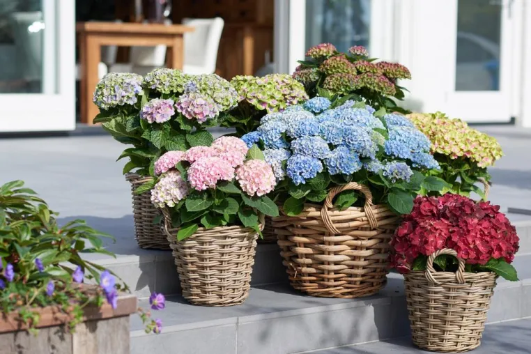 Bild: Farbenzauber für den Garten zum Vatertag