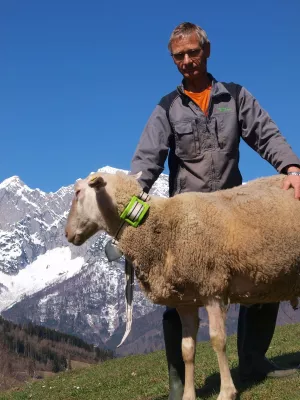 Bild: Das Internet der Tiere: Schafe von heute funken mit 0G