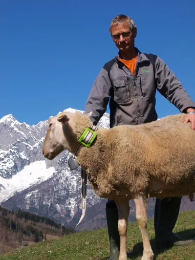 Bild: Das Internet der Tiere: Schafe von heute funken mit 0G