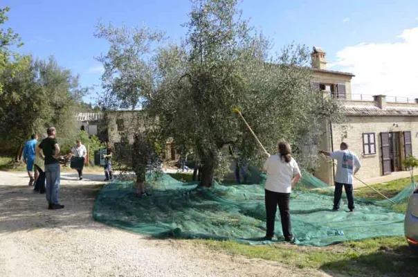 Bild: Kunden und Partner von Bonpago freuen sich über erfolgreiche Olivenernte