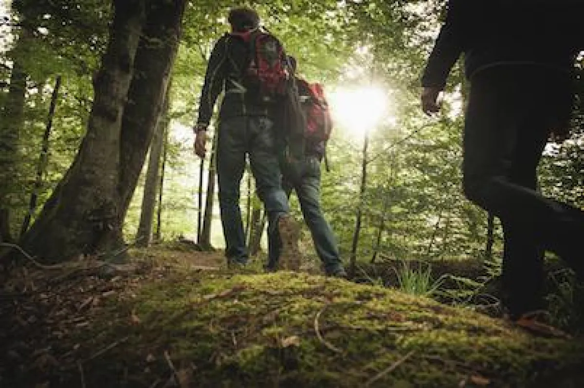 Wandern durch den Märchenwald. Unglaubliche Natur in der Südpfalz.