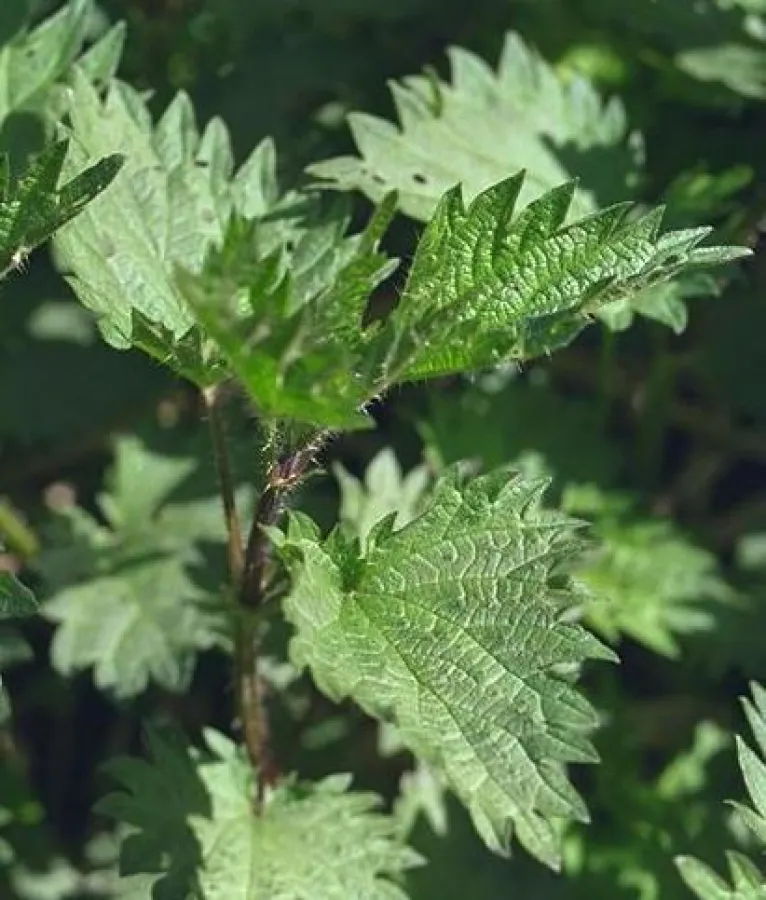 Kräuterwissen bei Land Vital