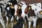 Bild: AVA –Seminar Kälberhaltung, Kälberfütterung, Kälbergesundheit für Landwirte, Tierärzte und Berater