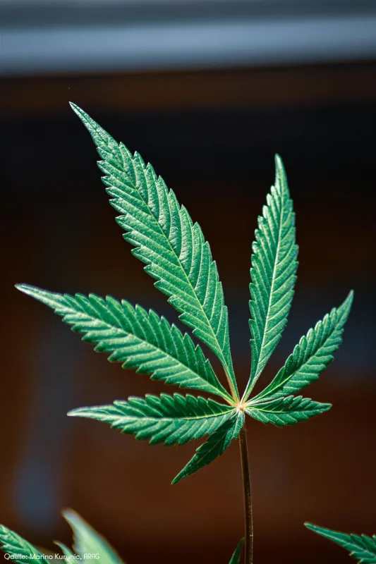 ARAG Experten erklären die wichtigsten Regeln zum Umgang mit Cannabis