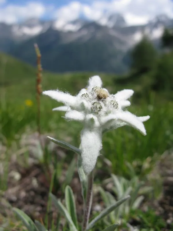 Leontopodium alpinum is an indicator species of calcareous alpine grasslands, and is available from approximately 6% of seed producers across Europe. (ph. Emma Ladouceur)