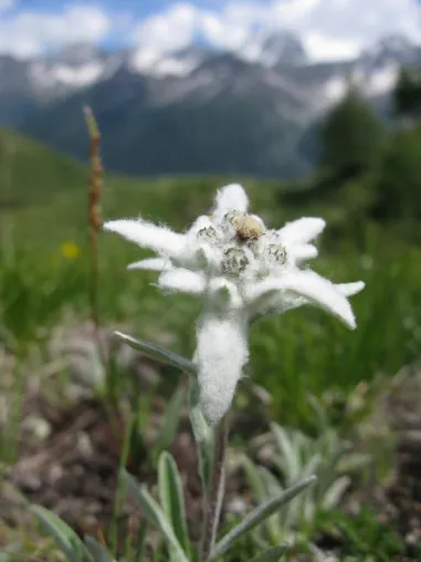 Bild: Native plant seeds. An essential resource to ecological restoration in Europe