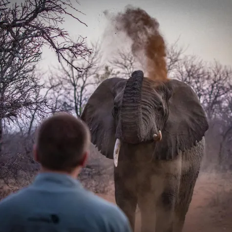 Bild: Artenschutz in der Corona-Krise: Tourismustief entfacht Wilderei