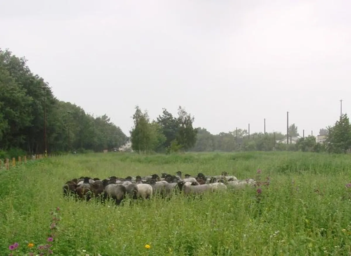 Schafherde in Berlin
