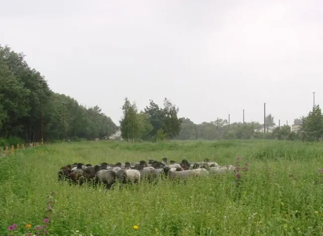 Saisonausklang der StadtLandWirtschaft Berlin mit buntem Herbstfest Bild: Saisonausklang der StadtLandWirtschaft Berlin mit buntem Herbstfest