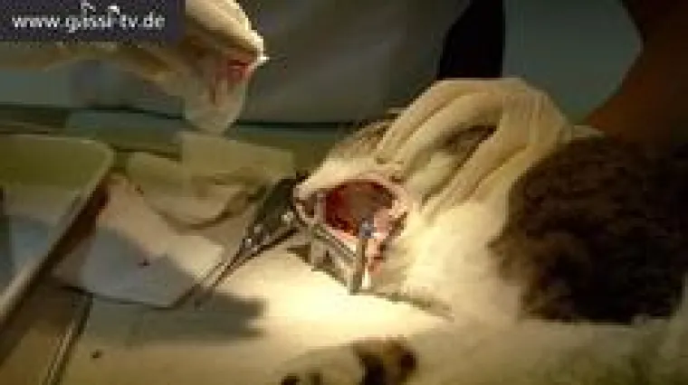 Bild: GASSI-TV kommt aus der Sommerpause