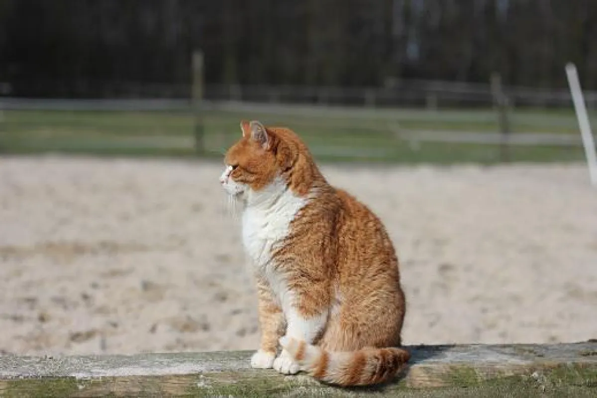Ein Tag im Zeichen der Katze