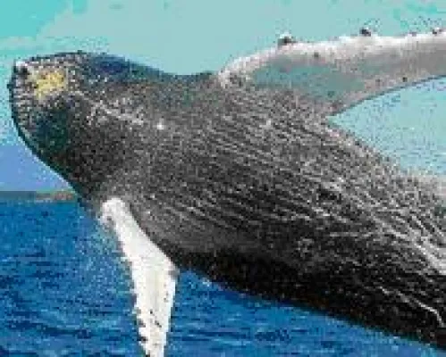 Wale beobachten auf Hawaii Bild: Wale beobachten auf Hawaii