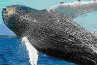 Bild: Wale beobachten auf Hawaii