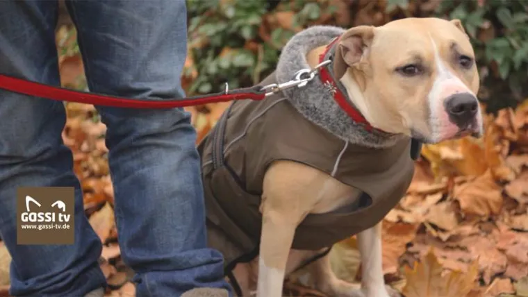 Bild: Kampfhunde-Steuer in Erkrath?