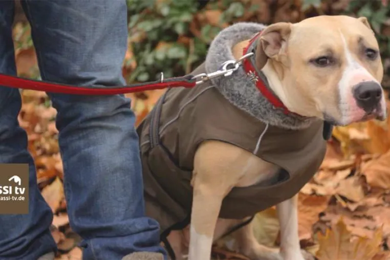 Bild: Kampfhunde-Steuer in Erkrath?