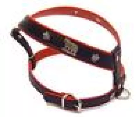 Jogging statt Couching – aber bitte mit Stil. Dandy Dog stattet die Sportskanonen unter den Vierbeinern aus Bild: Jogging statt Couching – aber bitte mit Stil. Dandy Dog stattet die Sportskanonen unter den Vierbeinern aus