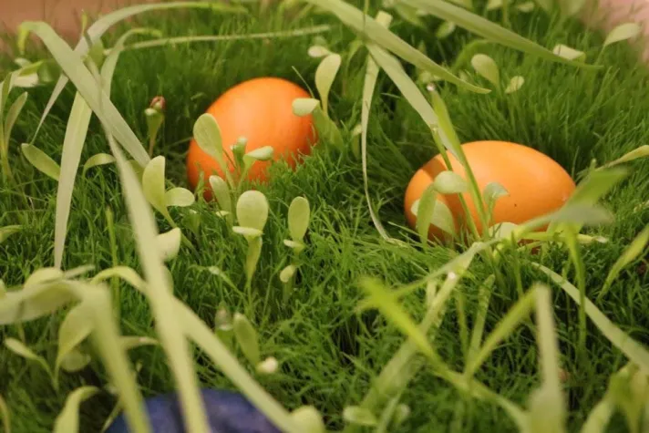 Österreichische Ostern in Berlin Bild: Österreichische Ostern in Berlin