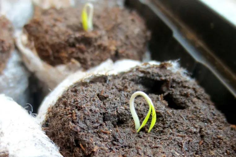 Bild: Gartenarbeiten - wann sollte man damit beginnen?