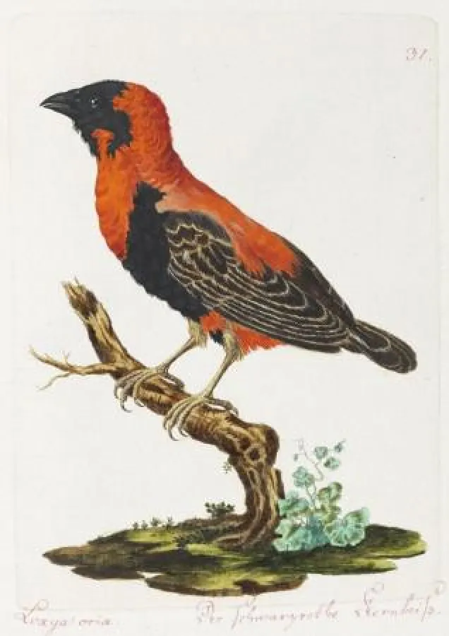 J. J. N. Spalowsky, Beytrag zur Naturgeschichte der Vögel. Bände I-IV. Wien, 1790-92. EUR 20.000