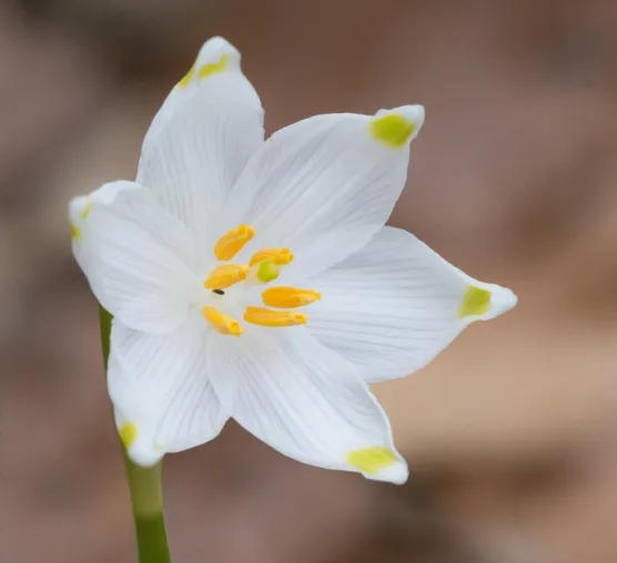 Fotospaziergang zur Märzenbecherblüte bei Hameln mit der Fotoschule des Sehens Bild: Fotospaziergang zur Märzenbecherblüte bei Hameln mit der Fotoschule des Sehens