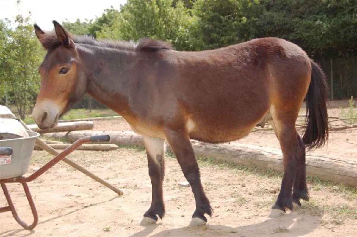 Maultierwallach Charly sucht ein neues zu Hause