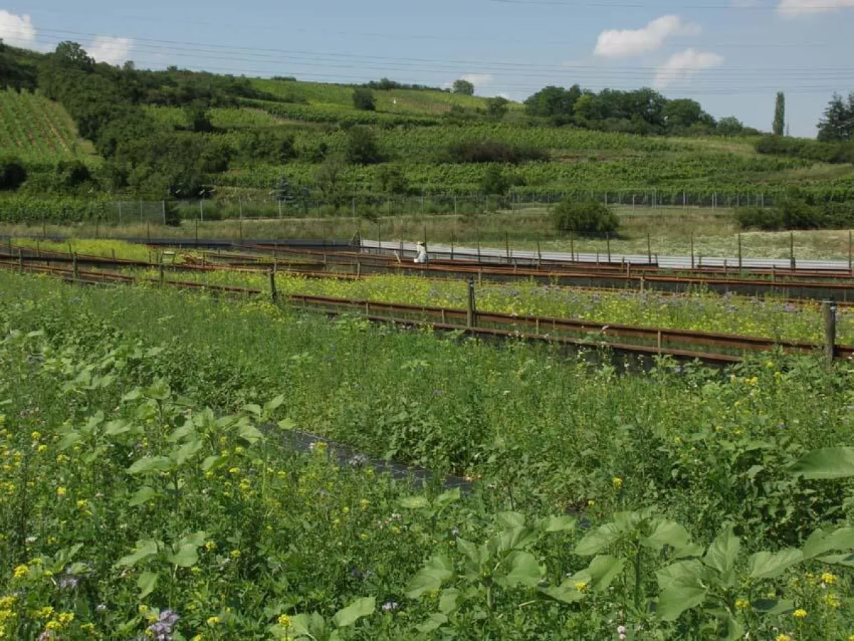 Inmitten von Weinbergen liegt die Weinbergschneckenfarm Pfalzschnecke, auf der die Hoteliersfamilie Charlier in Grünstadt-Asselheim rund 60.000 Weinbergschnecken züchtet.