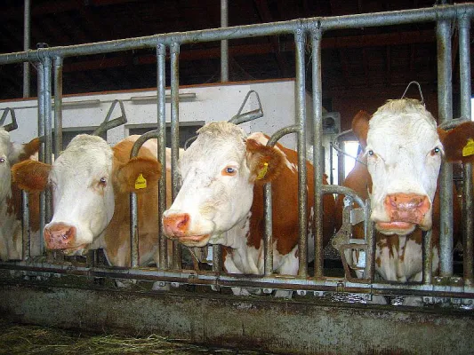 Bild: Hausaufgaben zum Amtsantritt: 10.000 Tierschützer fordern Landwirtschaftsminister Friedrich zum Handeln auf