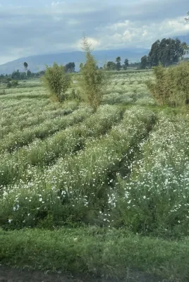Bild: Nachhaltige Pestizide für die Landwirtschaft
