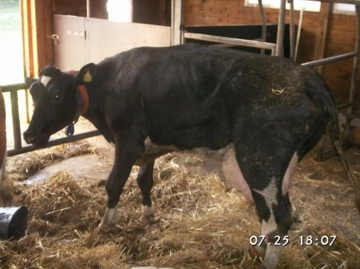 an chronischem Botulismus erkrankte Kuh