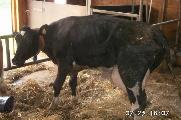 Bild: Biogasanlagen – Clostridiosen bei Mensch und Tier? –