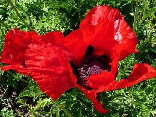 Bild: Pflanzenberatung im Botanischen Garten beantwortet Fragen von Gartenfreunden