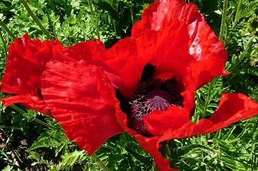 Pflanzenberatung im Botanischen Garten beantwortet Fragen von Gartenfreunden Bild: Pflanzenberatung im Botanischen Garten beantwortet Fragen von Gartenfreunden