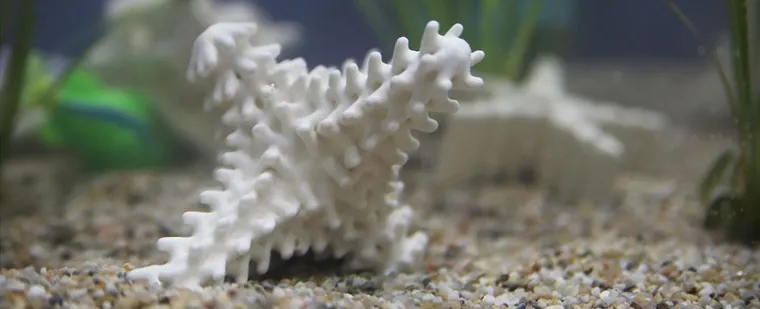 Bild: Stützstrukturen für Korallenriffe: Kooperation von FIT und Autodesk fördert Korallenwachstum durch 3D-Druck