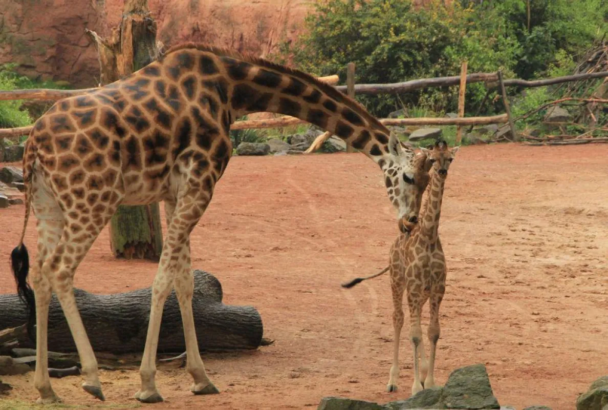 Rothschild-Giraffe Juji mit Tochter Jamila
