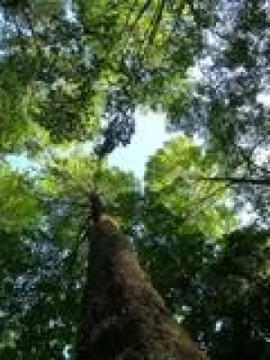 Bild: Grünes Hochschulranking – ForestFinance unterstützt Utopia-Studentenumfrage