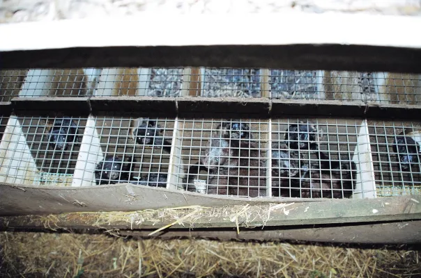 Zum Welttierschutztag am 04.10.2004 fordert das Deutsche Tierhilfswerk e.V. die unverzügliche Schließung aller deutschen Pelztierfarmen Bild: Zum Welttierschutztag am 04.10.2004 fordert das Deutsche Tierhilfswerk e.V. die unverzügliche Schließung aller deutschen Pelztierfarmen