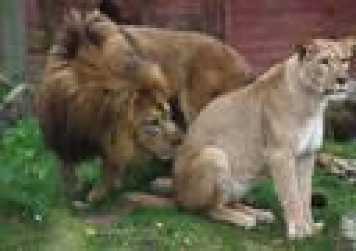 Berberlöwe Chalid mit seiner Auserwählten Binta