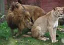 Bild: Hochzeit bei Berberlöwen im Erlebnis-Zoo Hannover