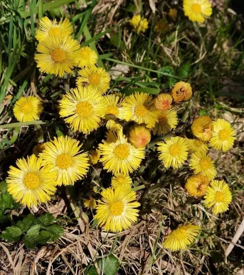 Bild: Was braucht ein tausend Arten Gärtner ? -  Biodiversität im städtischen und  privaten Grün