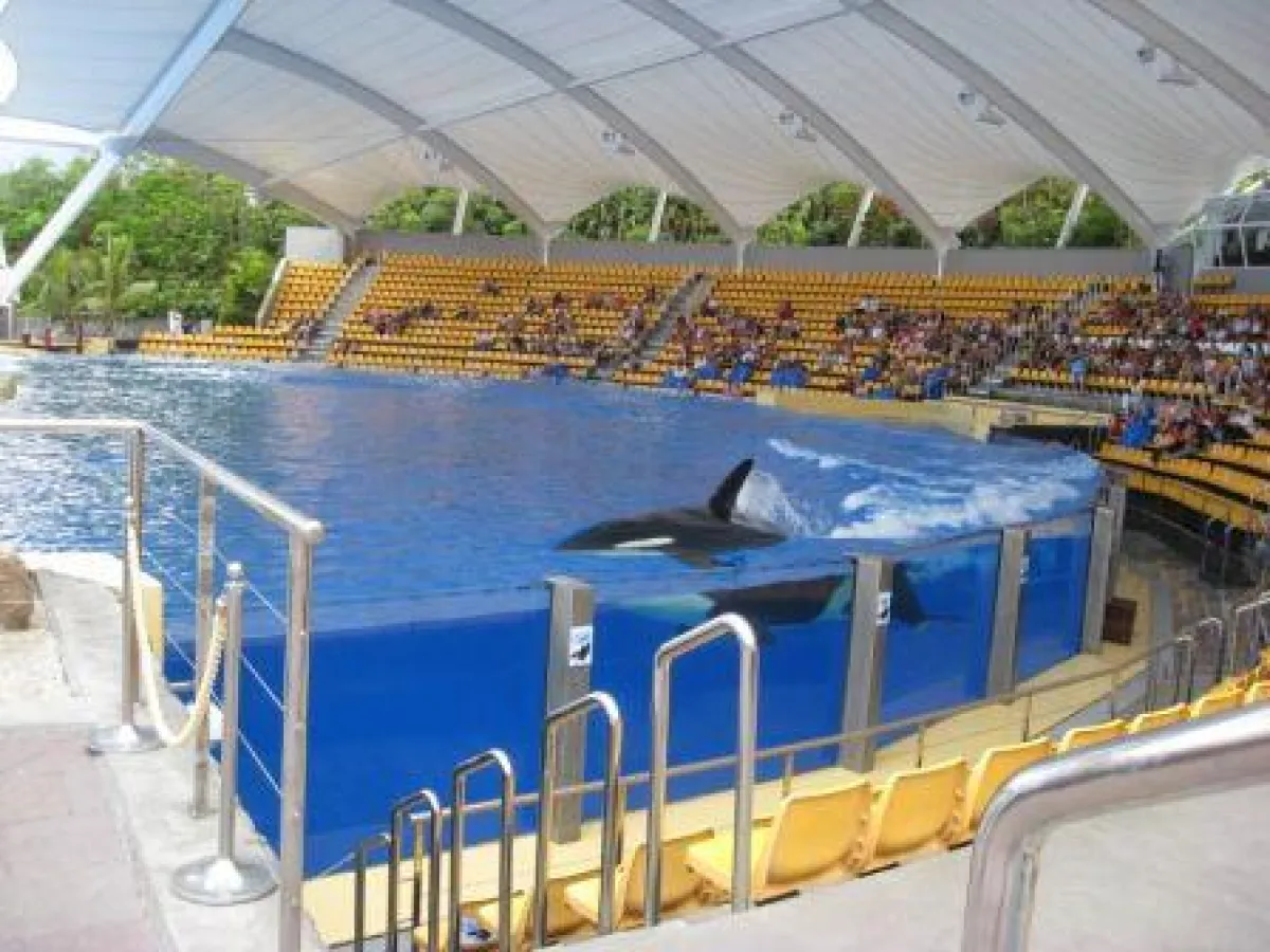 Orca im Loro Parque Teneriffa (WDSF-Foto)