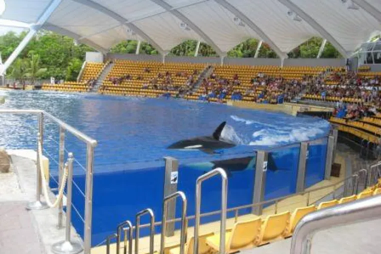 Bild: Sea Shepherd und WDSF bringen Killerwal nach Nürnberg