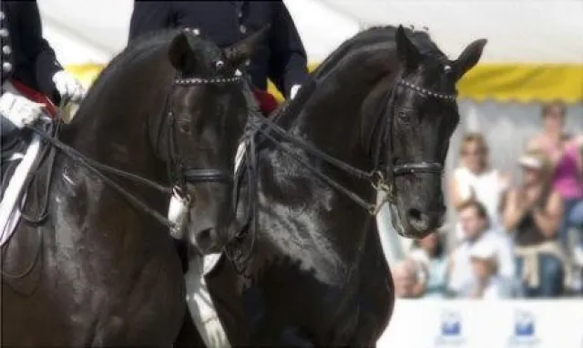Bild: Pas des Deux - Pferde Regional und Pferdefernsehen zeigen Saddlebreds