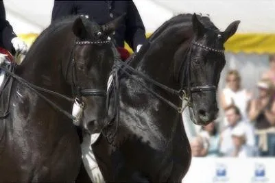 Pas des Deux - Pferde Regional und Pferdefernsehen zeigen Saddlebreds Bild: Pas des Deux - Pferde Regional und Pferdefernsehen zeigen Saddlebreds