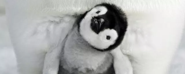 »Die Reise der Pinguine 2 « ist Kinderfilm des Monats Februar Bild: »Die Reise der Pinguine 2 « ist Kinderfilm des Monats Februar