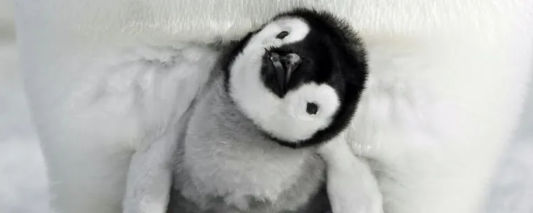 Bild: »Die Reise der Pinguine 2 « ist Kinderfilm des Monats Februar