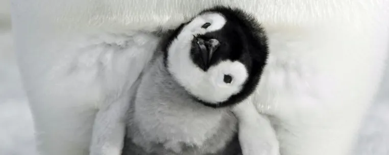 Bild: »Die Reise der Pinguine 2 « ist Kinderfilm des Monats Februar