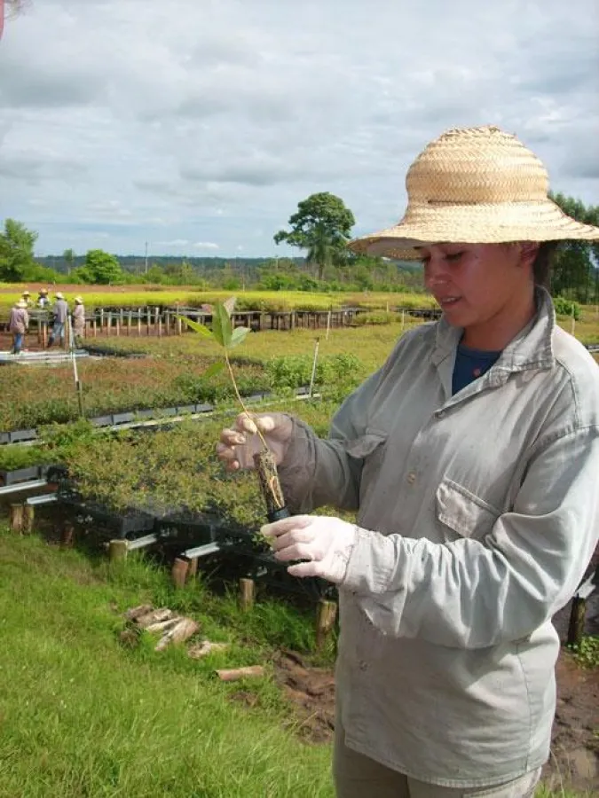 Mitarbeiterin der Pflanzschule bei Coronel Oviedo/Paraguay mit einem Eukalyptus-Setzling.