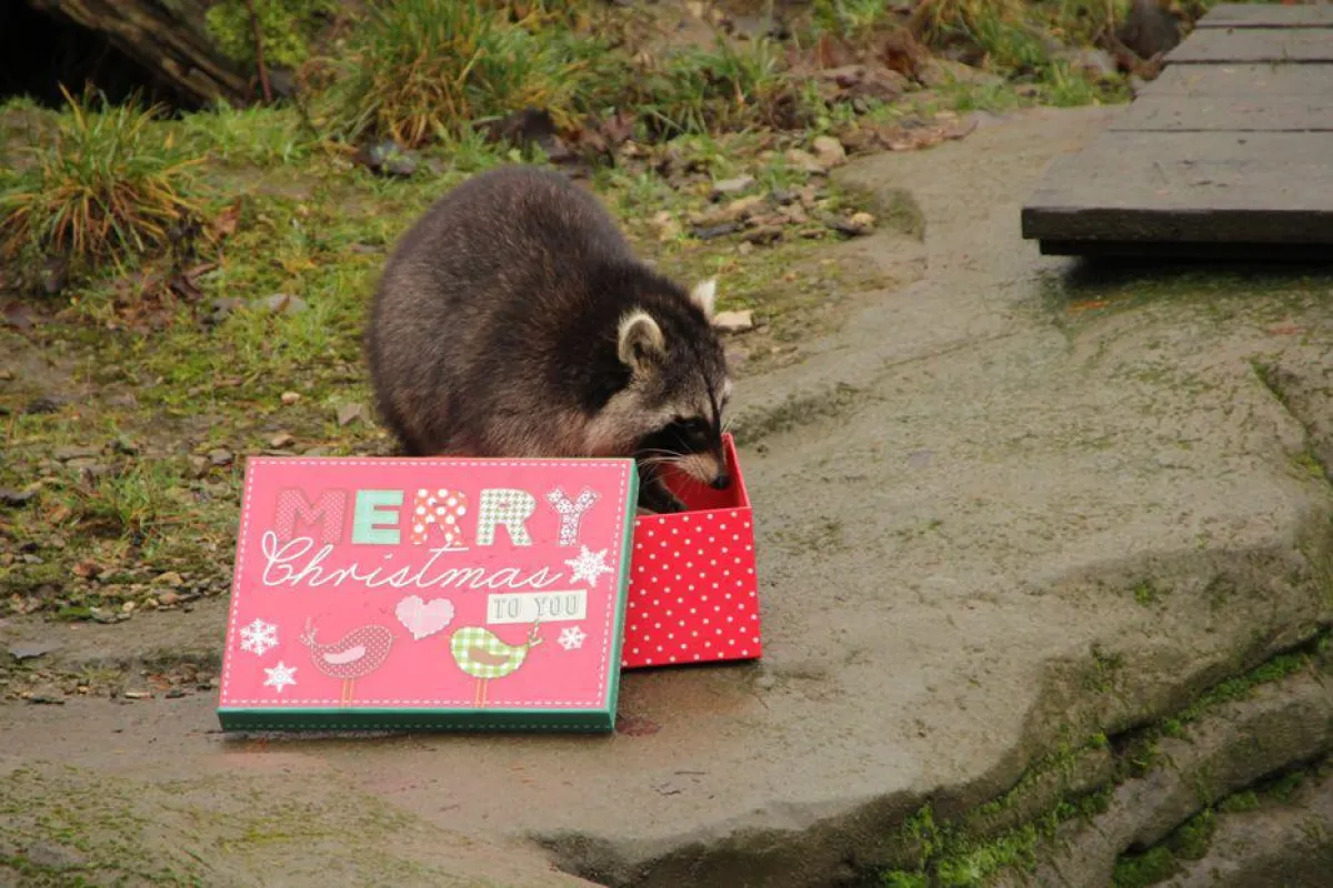 Waschbär Socke wühlt in einer Geschenkkiste
