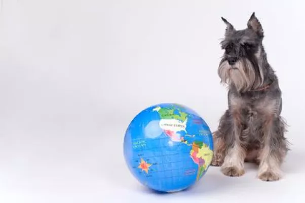 Gemeinsam mit dem Hund in den Urlaub - Tierfreundliche Hotels, Hütten und Ferienwohnungen Bild: Gemeinsam mit dem Hund in den Urlaub - Tierfreundliche Hotels, Hütten und Ferienwohnungen