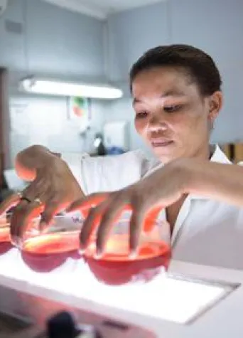 Bild: Rooibos hat das Potenzial, hochansteckende Rotaviren zu schwächen